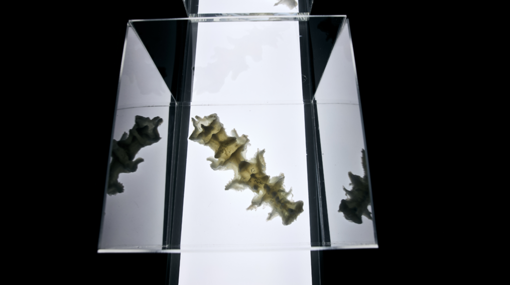 Laura Rodriguez: Tidal Simbiorgans (2024).